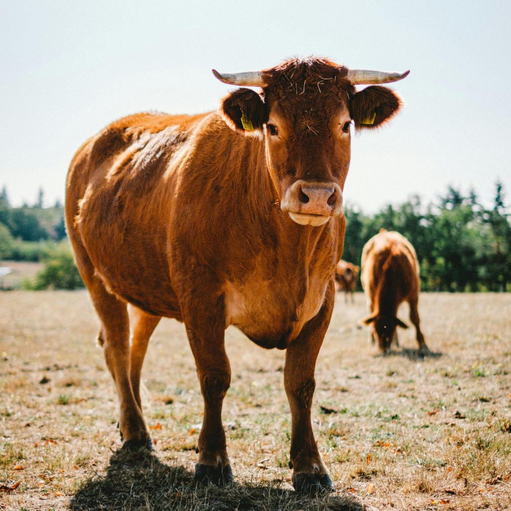 Das Weidezelt: Der flexible Rundum-Schutz für Pferd, Rind und Co.